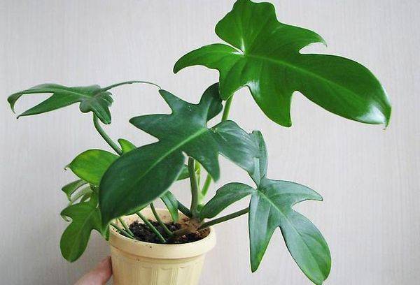 Philodendron guitarum