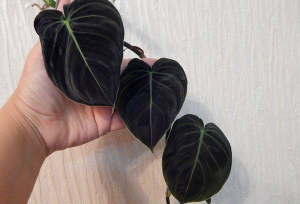 Philodendron noir doré