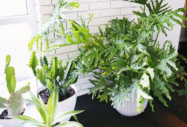 Philodendron bipenné et Philodendron Sello