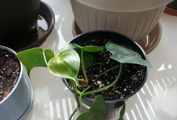 Propagation du philodendron