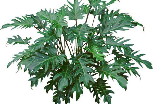 Philodendron xanadu
