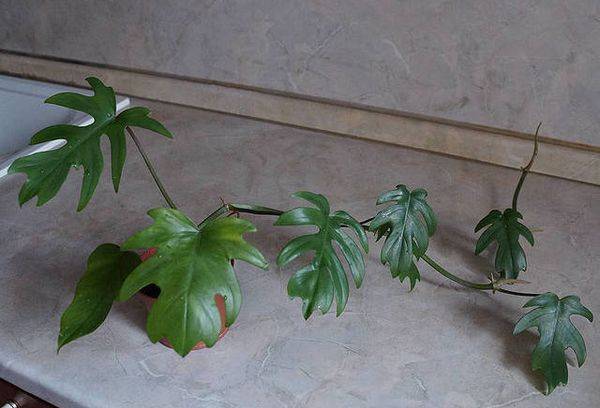 Philodendron radié