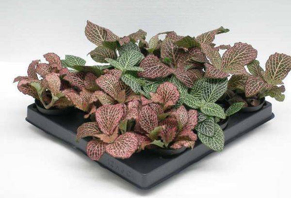 Mélange Fittonia