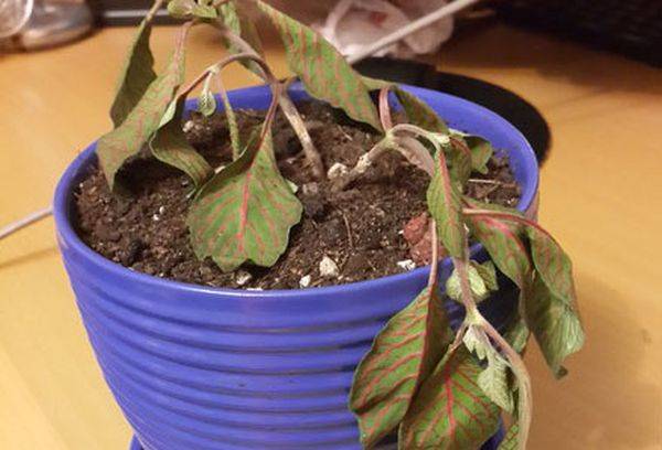 Fittonia dépérit