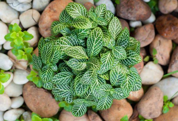 Fittonia à rayures argentées