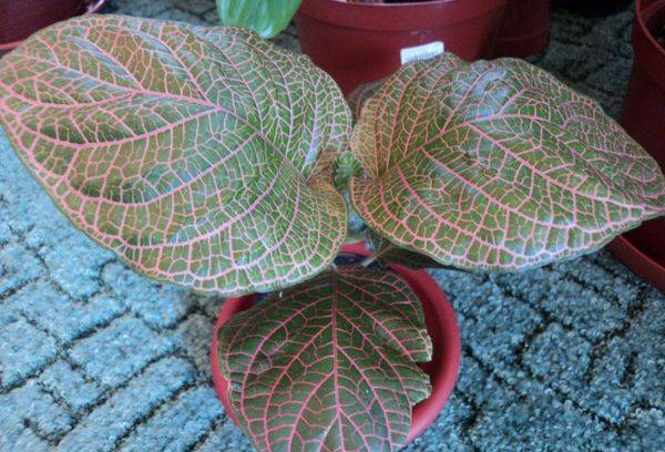 Fittonia gigantea
