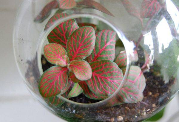 Fleur dans un pot en verre