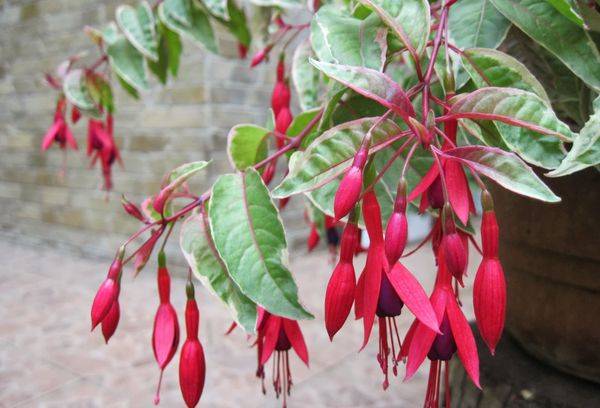 Buisson ampeleux fuchsia