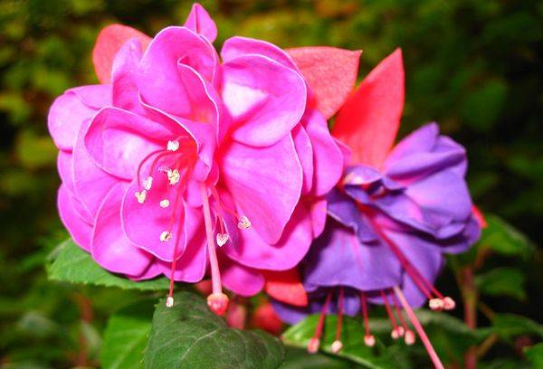 Fleurs fuchsias