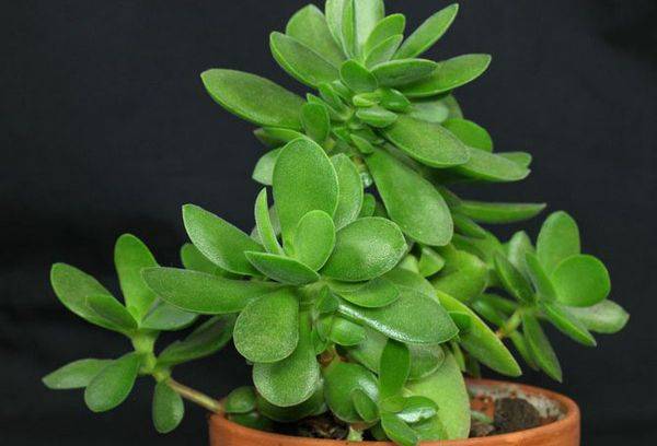 Arbre à argent en pot