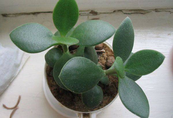 Nourrir le Crassula