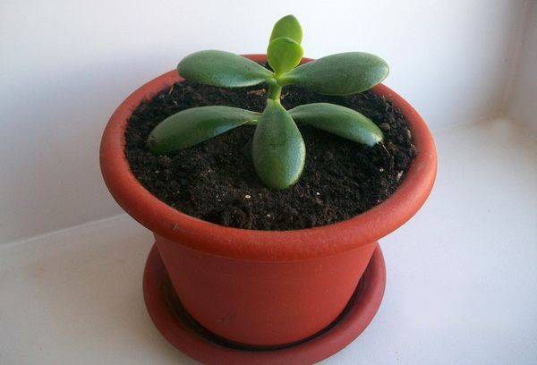 Germe de Crassula dans un pot