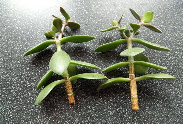 Boutures de Crassula