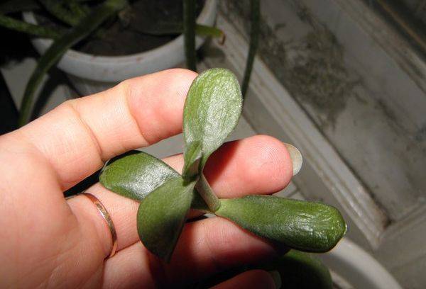 Les feuilles de Crassula se fanent