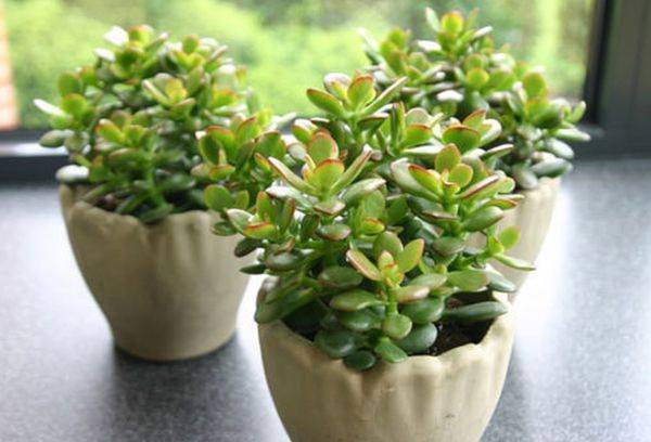 Crassula mineure