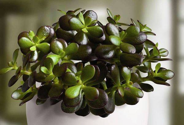 Arbre Crassula ovale, ou Ovata
