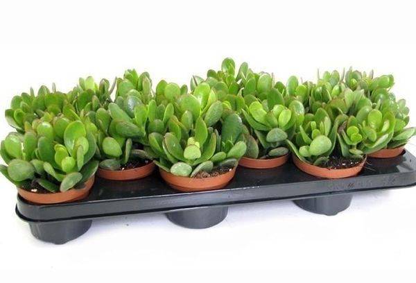 Mélange de Crassula