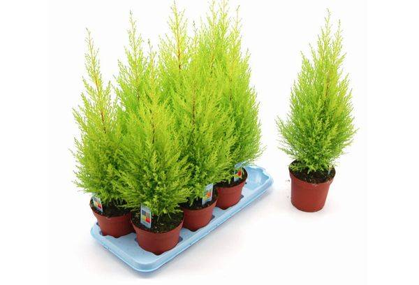 Hybride de Cupressus Goldcrest.