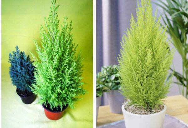 Cupressus macrocarpa