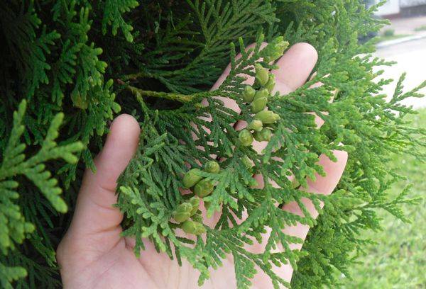 Cyprès d'intérieur