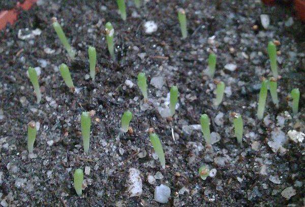 Propagation des cactus