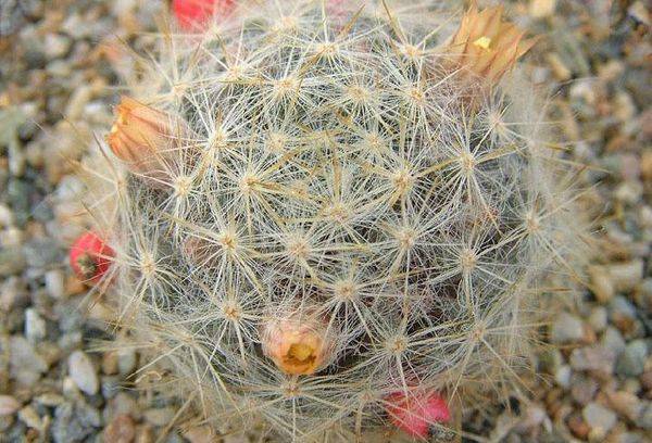 Mammillaria prolifération
