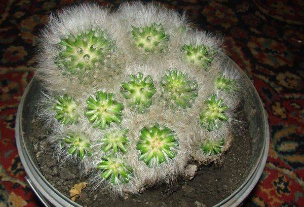 Mammillaria bocassi