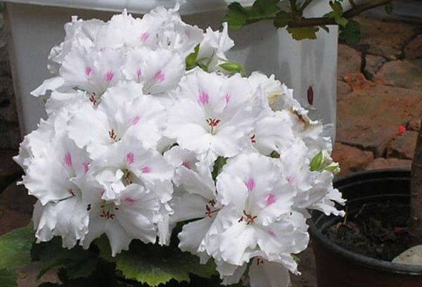 Pélargonium Joconde