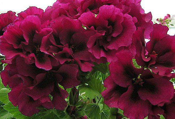 Pélargonium Aristo Schoko