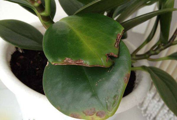 Feuilles de Peperomia jaunies