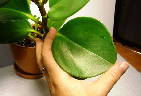 Feuille de pépéromie