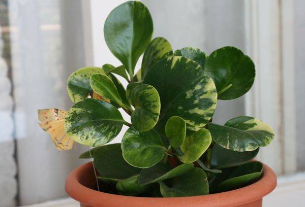 Cultiver du pépéromia