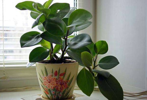 Peperomia sur le rebord de la fenêtre