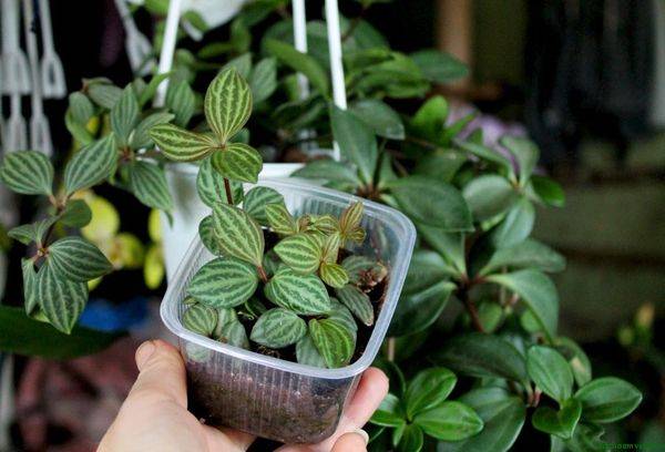 Reproduction de Peperomia