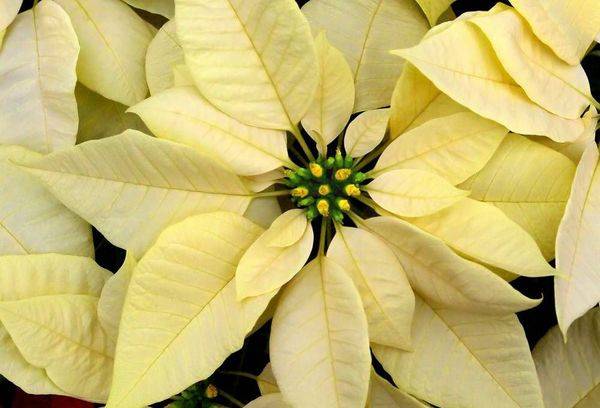 Variété de poinsettia Cortez Blanc