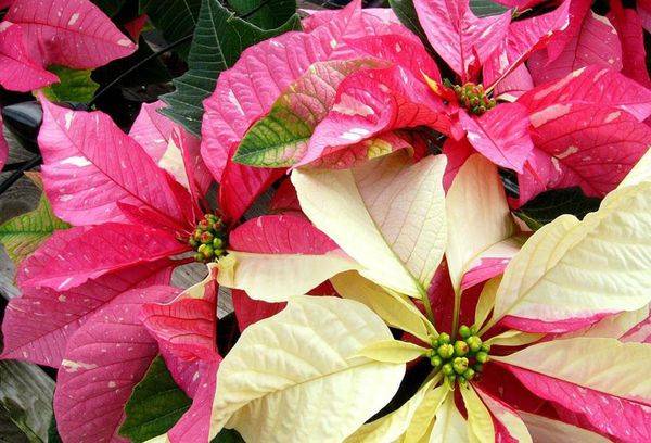 Poinsettia en fleurs