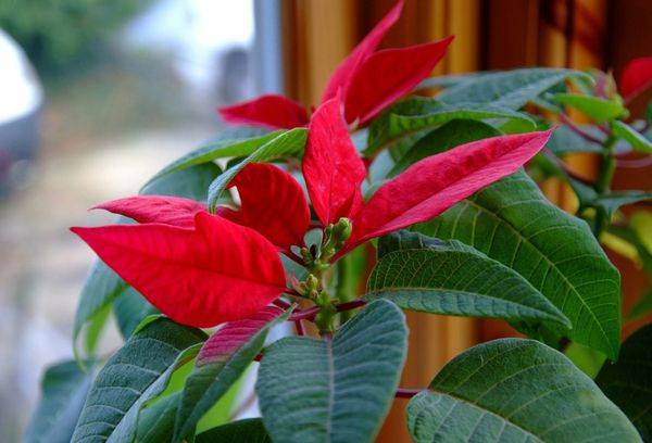 Poinsettia sur la fenêtre