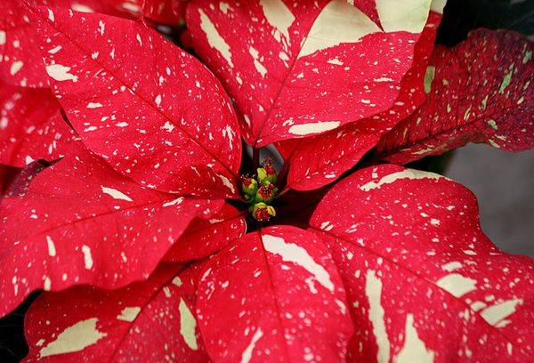 Sonora Blanc Pailleté