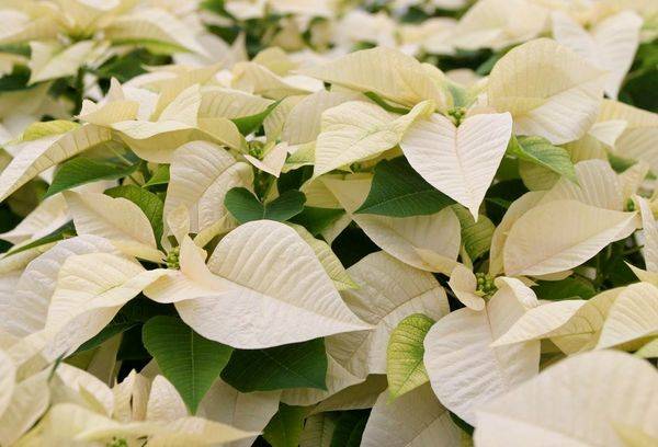 Poinsettia blanc