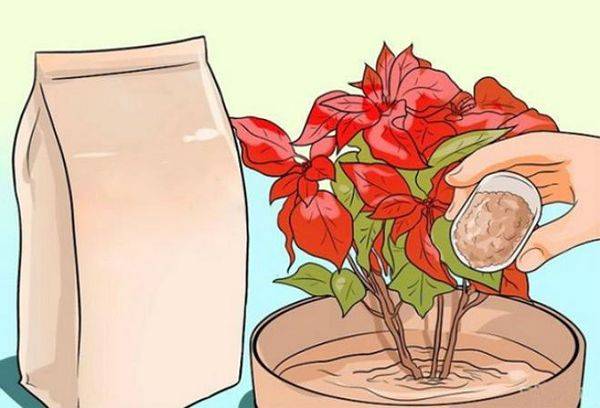 Nourrir le poinsettia