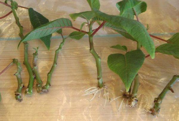 Boutures de poinsettias