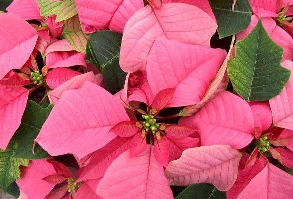 Variété de poinsettia Carrousel Rose