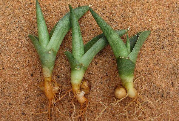 Propagation de Sansevieria