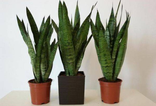Sansevieria