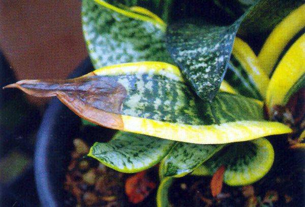 La langue de la maladie de la belle-mère