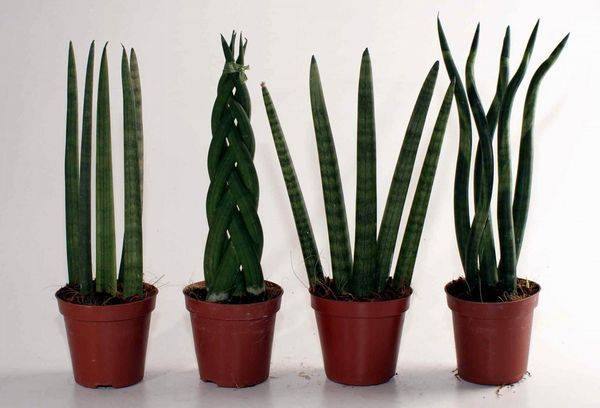 Sansevieria cylindrique