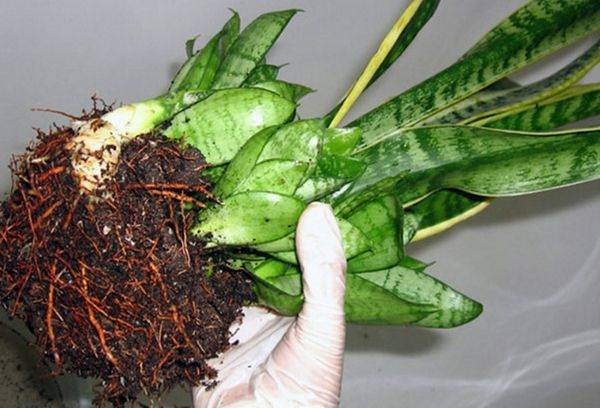 racines de sansevieria