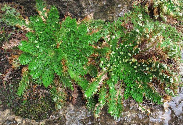 Selaginella squamofolia