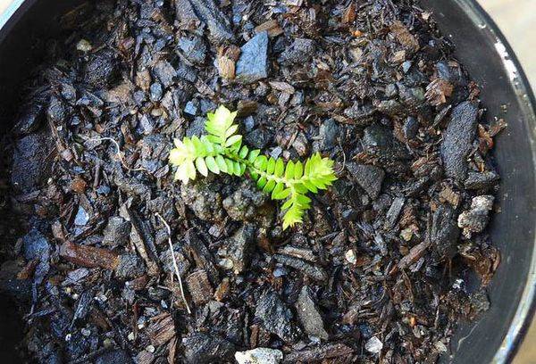 Reproduction de Sélaginelli