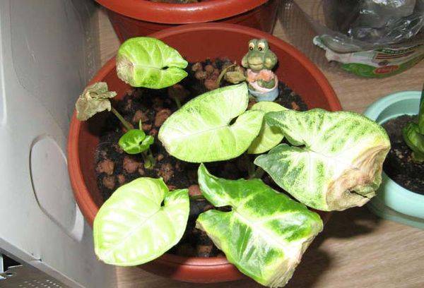 Les feuilles du syngonium sèchent